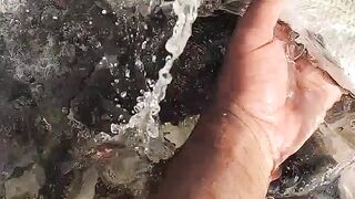 fish seed,s