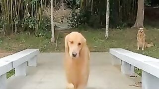 Funny Animals