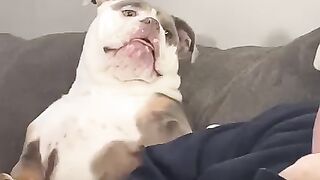 Funny Animals