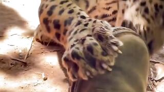 jaguar cub