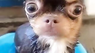 Funny dog
