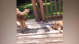 Funny Animals