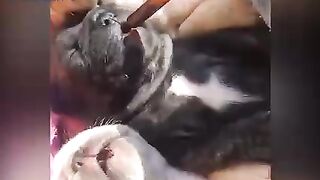 Funny cat