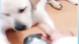 Funny cat