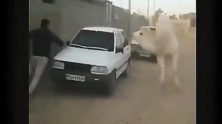 Funny dog
