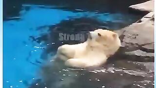 Funny cat and dog