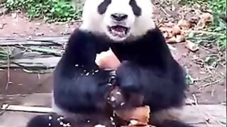 Funny Animals