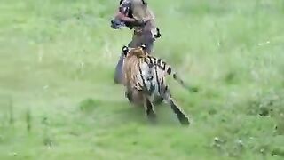 Animals love with humans