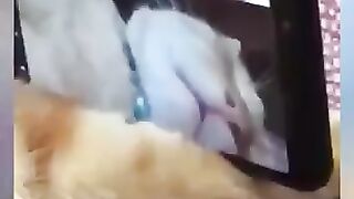 Funny cat