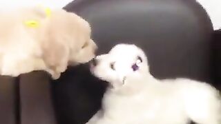 Funny dogs and pets