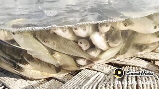 Rahu fish seed