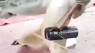 Funny Animals