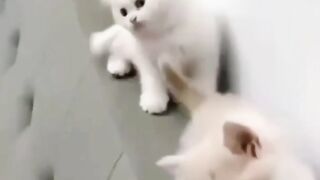 Funny cat just entertainment