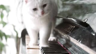 Beautiful ???? cat ???? run piano #entertainment