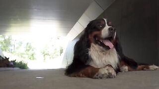 Come and see the intelligence of these dogs, the best dogs ever