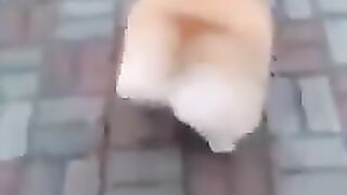 Funny dog ​​video about lock yourself up from your laughter