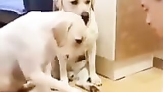 Funny dog ​​video about lock yourself up from your laughter