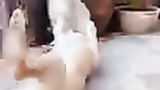 Funny dog ​​video about lock yourself up from your laughter