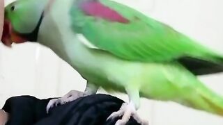 Parrot and girl love and lovely talk in urdu/hindi