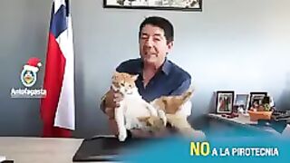 Animais engraçados