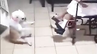 Animais engraçados