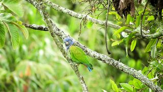 Bird short video ❣️
