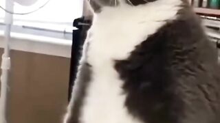 Cat comedy ????