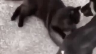Super funny Animal videos, will make you LAUGH EXTREMELY HARD????????#animals #dogs #pets
