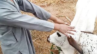 cow 2 kids video