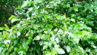 A beautiful tree with green leaves