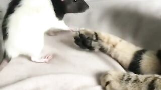 Cat and mouse funny video