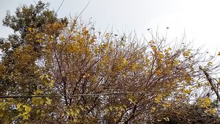 Beautiful nature video