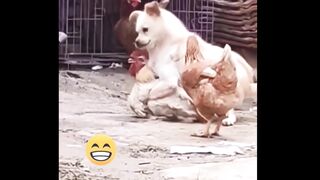 Funny fighting