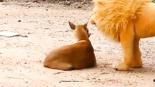 Trolling Dog With Fake Lion | Fuuny Dog Video