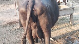 Beautiful Buffalo In Punjab Pakistan
