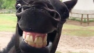 Different style of donkey smiling