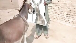 Donkey's behavior after looking at his image in the mirror