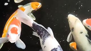 beautiful koi fish