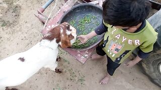 The child is feeding the goat