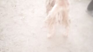 20 year old dog