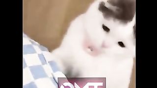 cute cat funny - part 17