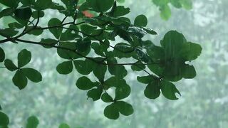 Tree branche under the rain