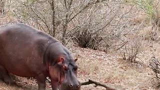 The hippotemus