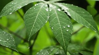Raindrops