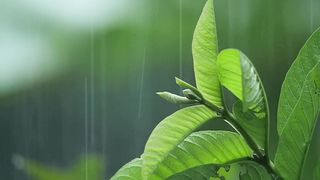 Garden plants in the rain