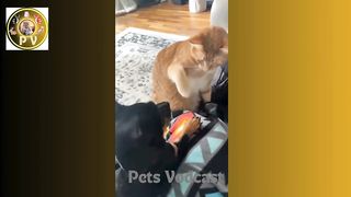Funniest Cats and Dogs Videos