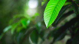 Green leaf of a tree