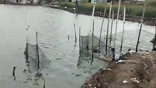 Mancing borongan di tambak