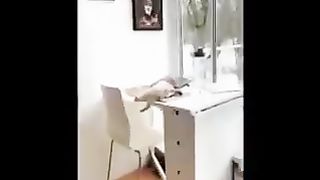 Cats & Dog Funny memes 2024