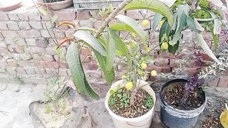 ماشاءاللہ جی نئے موسم کے نئے نئے پھول کھلنا شروع ہو گئے